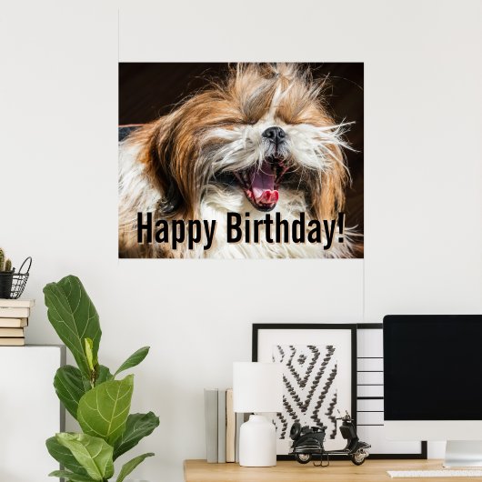 Shih tzu yawning laughing funny Happy birthday  Poster (Heimbüro)