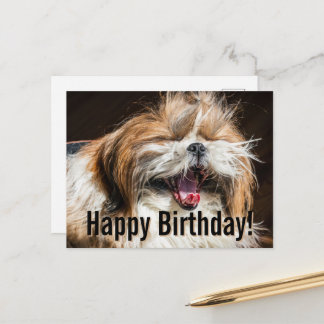Shih tzu yawning laughing funny Happy birthday  Postkarte