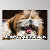 Shih tzu yawning laughing smile text customize poster (Vorne)