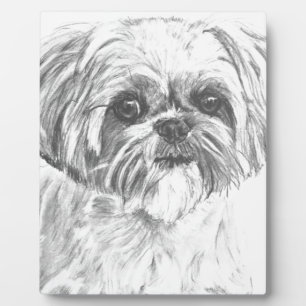 Shih Tzu Zeichnend Fotoplatte
