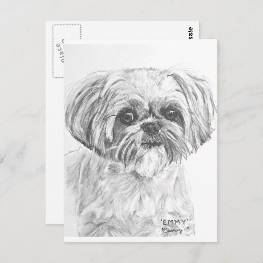 Shih Tzu Zeichnend Postkarte (Vorne/Hinten)