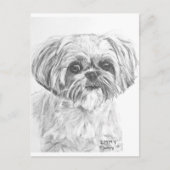 Shih Tzu Zeichnend Postkarte (Vorderseite)