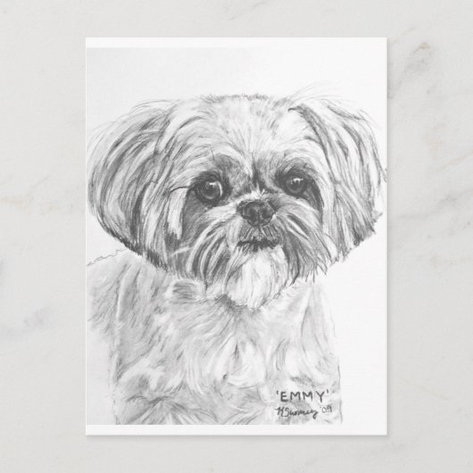 Shih Tzu Zeichnend Postkarte (Vorderseite)