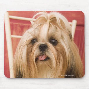 Shih--tzuhund Mousepad