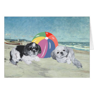 Shih Tzus am Strand