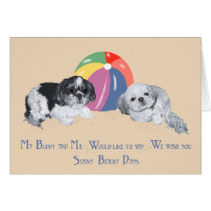 Shih Tzus am Strand