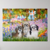 Shih Tzus (drei) - Garten Poster (Vorne)