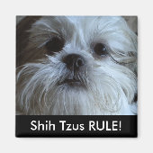 Shih Tzus RULE Kühlschrank Magnet (Vorne)