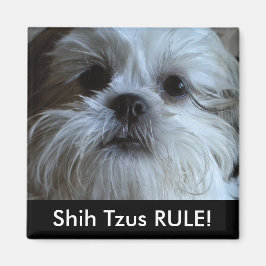 Shih Tzus RULE Kühlschrank Magnet