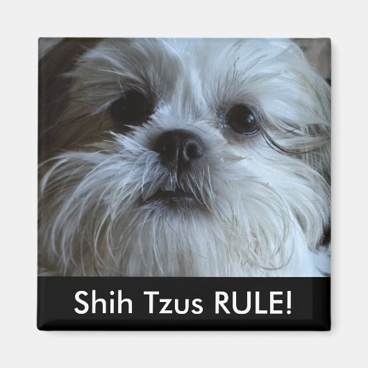 Shih Tzus RULE Kühlschrank Magnet (Vorne)