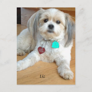 Shih TzuX mit dem Namen Liz Postcard Postkarte