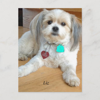 Shih TzuX mit dem Namen Liz Postcard Postkarte