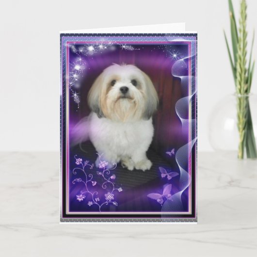 ShihTzu Gruß-Karte Karte (Vorderseite)