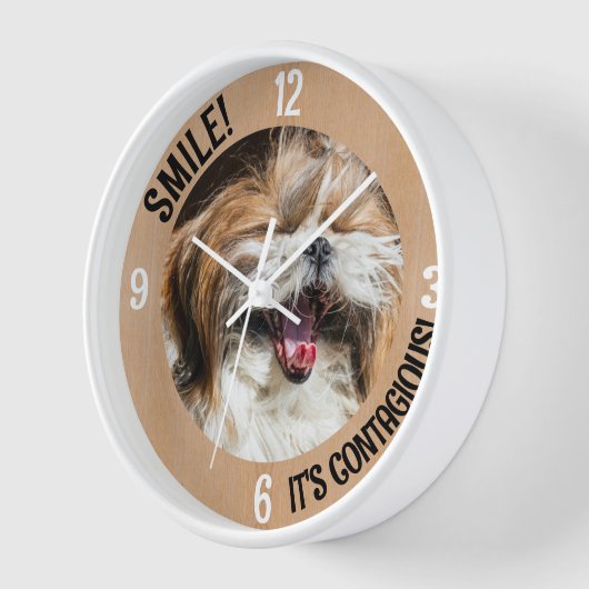 Shihtzu lacht und lächelt, es ist ansteckender, ei uhr (Winkel)