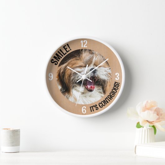 Shihtzu lacht und lächelt, es ist ansteckender, ei uhr (Zuhause)