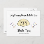 ShihTzuTan Postkarte (Vorne/Hinten)