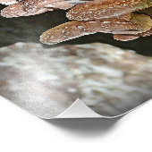 Shiitake Mushroom Foto Print (Ecke)