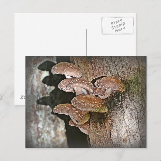 Shiitake Mushroom Postkarte (Vorne/Hinten)