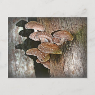 Shiitake Mushroom Postkarte