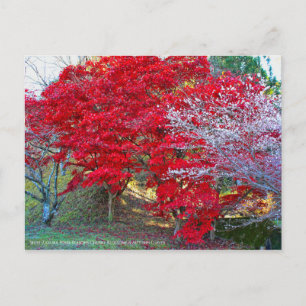 Shiki-Zakura Vier Jahreszeiten Kirschblüten Postkarte