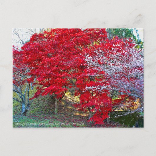 Shiki-Zakura Vier Jahreszeiten Kirschblüten Postkarte (Vorderseite)