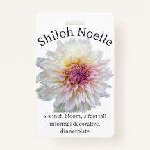 Shiloh Noelle Dahlia ID Abzeichen