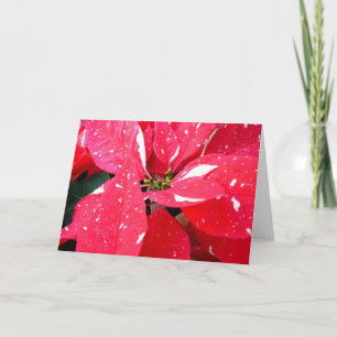 Shimmer Star Überraschung Poinsettia Holiday Flora Feiertagskarte
