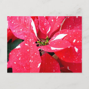 Shimmer Star Überraschung Poinsettia Holiday Flora Feiertagspostkarte