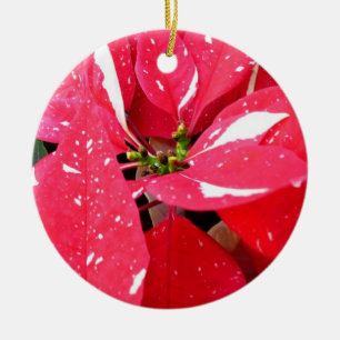 Shimmer Star Überraschung Poinsettia Holiday Flora Keramikornament