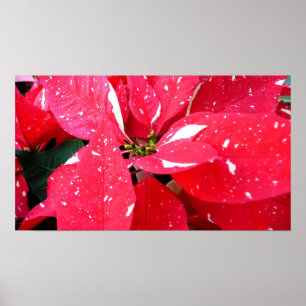 Shimmer Star Überraschung Poinsettia Holiday Flora Poster