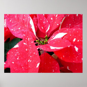 Shimmer Star Überraschung Poinsettia Holiday Flora Poster