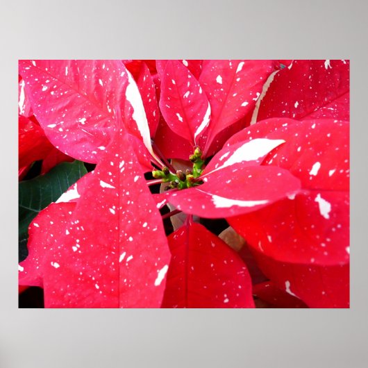 Shimmer Star Überraschung Poinsettia Holiday Flora Poster (Vorne)