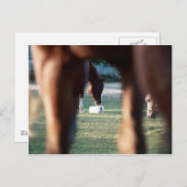 Shine on Lady Lynx Postkarte (Vorne/Hinten)