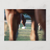 Shine on Lady Lynx Postkarte (Vorderseite)