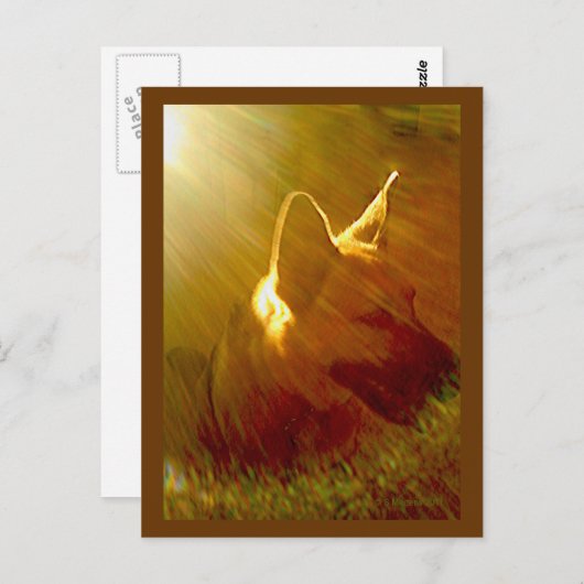 Shine on Me German Shepherd #1 Postcard Postkarte (Vorne/Hinten)