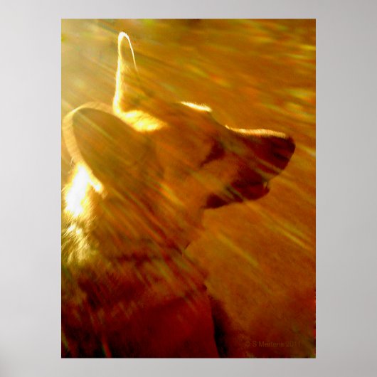 Shine on Me German Shepherd #2 Poster (Vorne)