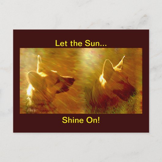 Shine on me German Shepherd Postkarte (Vorderseite)