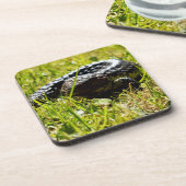 Shingleback Lizard on Grass, Untersetzer (Linke Seite)