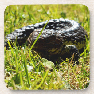 Shingleback Lizard on Grass, Untersetzer