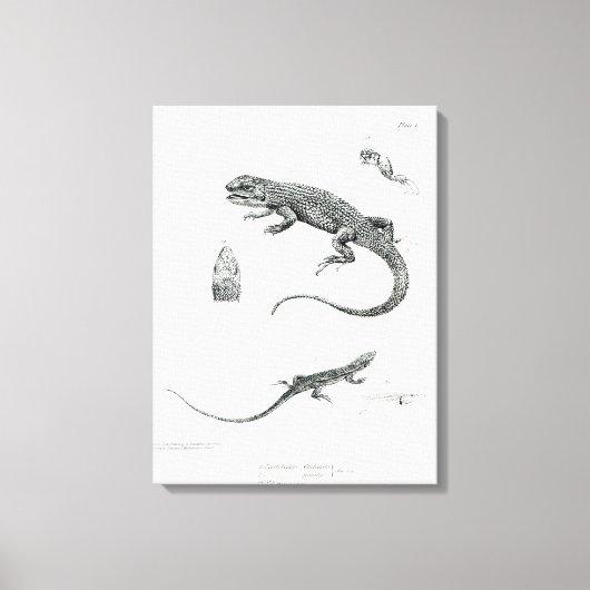 Shingled Iguana Leinwanddruck (Vorderseite)