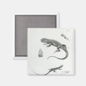 Shingled Iguana Magnet (Vorderseite/Rückseite)