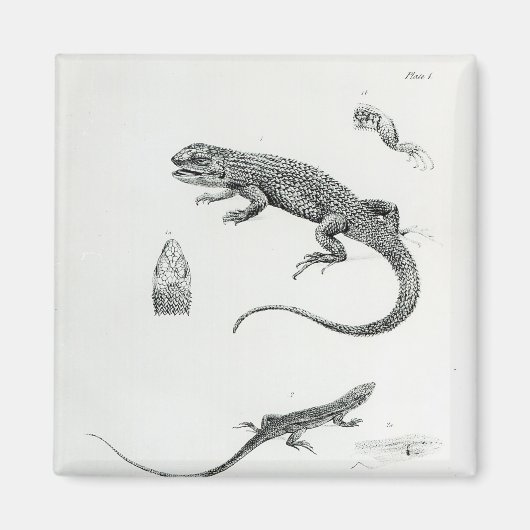 Shingled Iguana Magnet (Vorne)