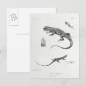 Shingled Iguana Postkarte (Vorne/Hinten)