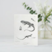 Shingled Iguana Postkarte (Stehend Vorderseite)