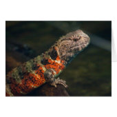 Shinisaurus crocodilurus (Vorderseite (Horizontal))