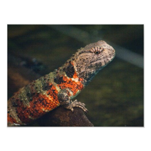 Shinisaurus crocodilurus fotodruck (Vorne)