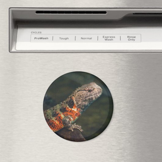 Shinisaurus crocodilurus magnet (In Situ (Geschirrspüler))