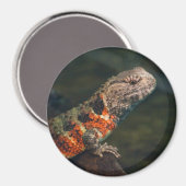 Shinisaurus crocodilurus magnet (Vorderseite/Rückseite)