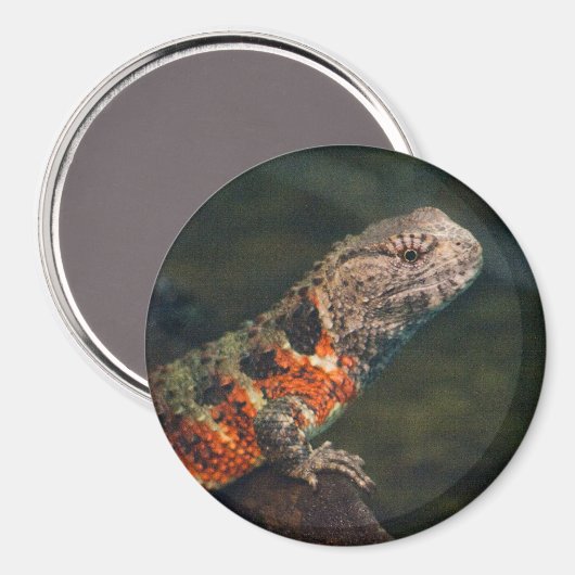 Shinisaurus crocodilurus magnet (Vorderseite/Rückseite)