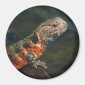 Shinisaurus crocodilurus magnet (Vorne)